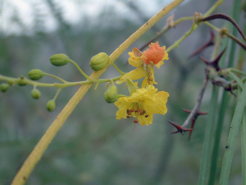 03-Parkinsonia or Jeruzalem Thorn.jpg - Parkinsonia or Jeruzalem Thorn